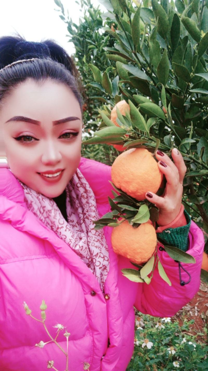 云南建水芦柑大量上市，基地实拍，看上的老板速联系！