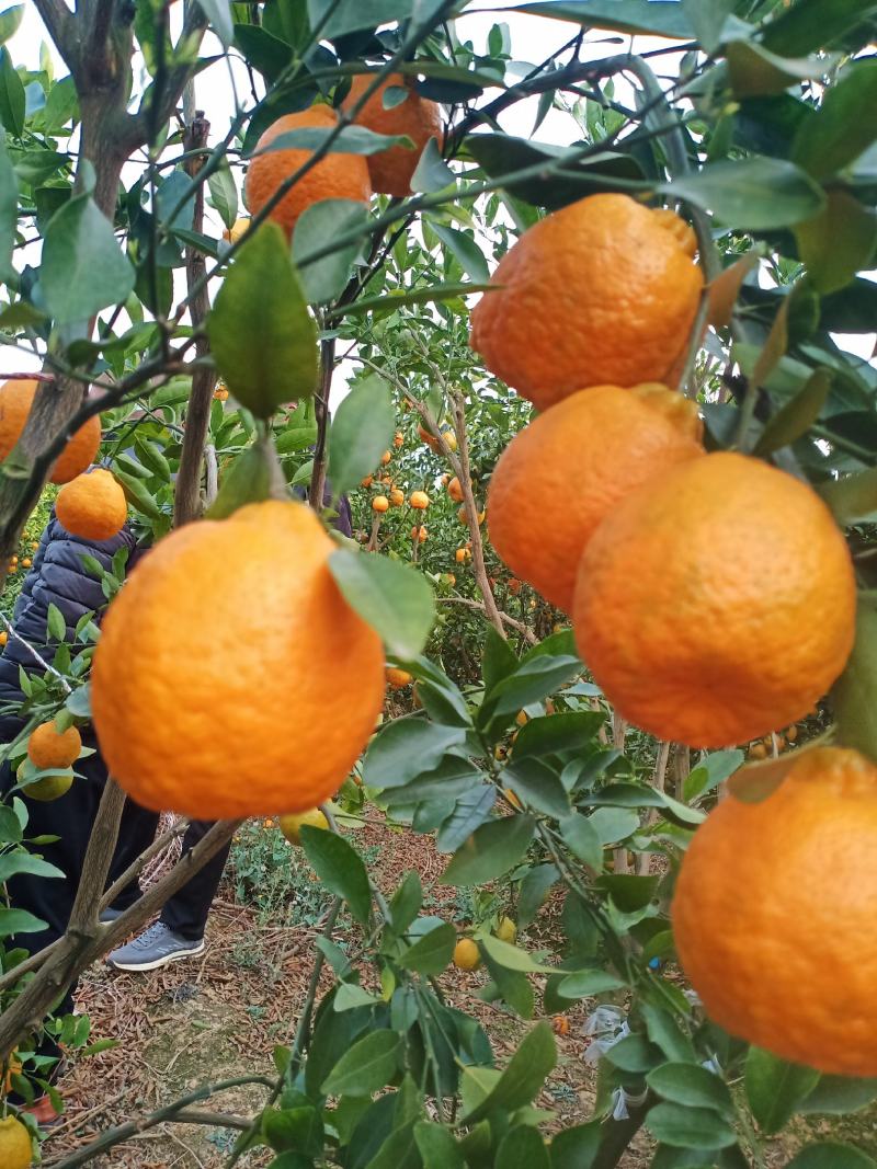 云南建水芦柑大量上市，基地实拍，看上的老板速联系！