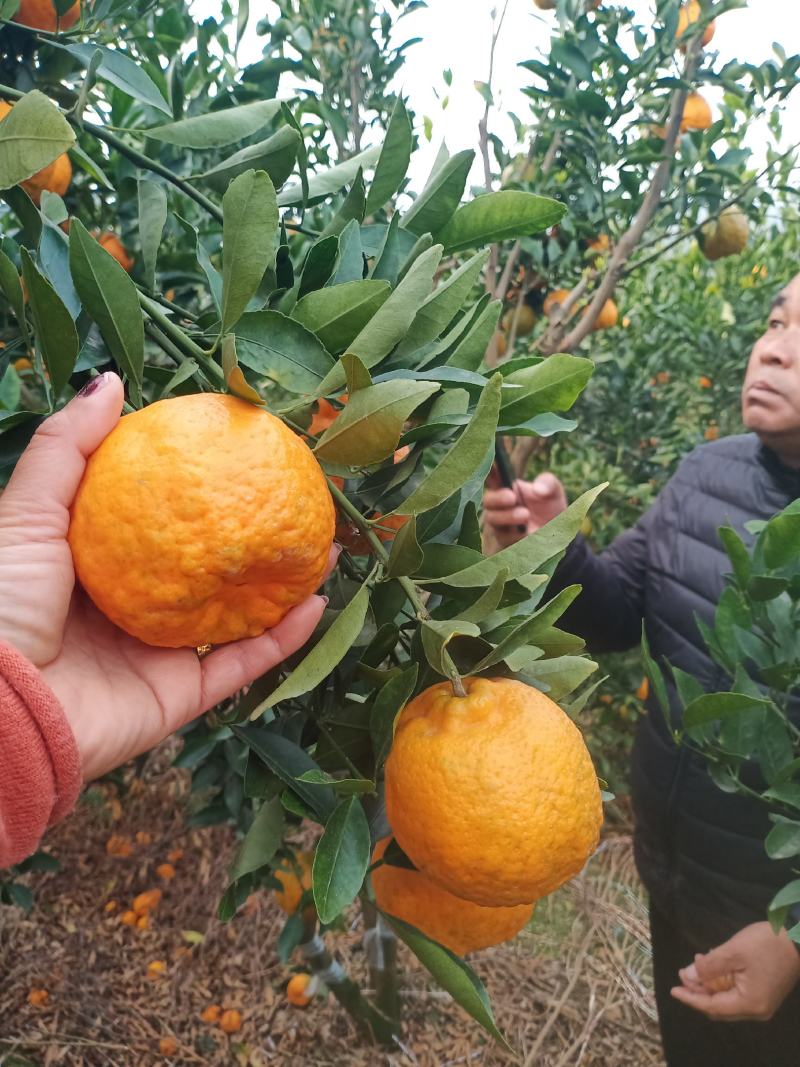 云南建水芦柑大量上市，基地实拍，看上的老板速联系！