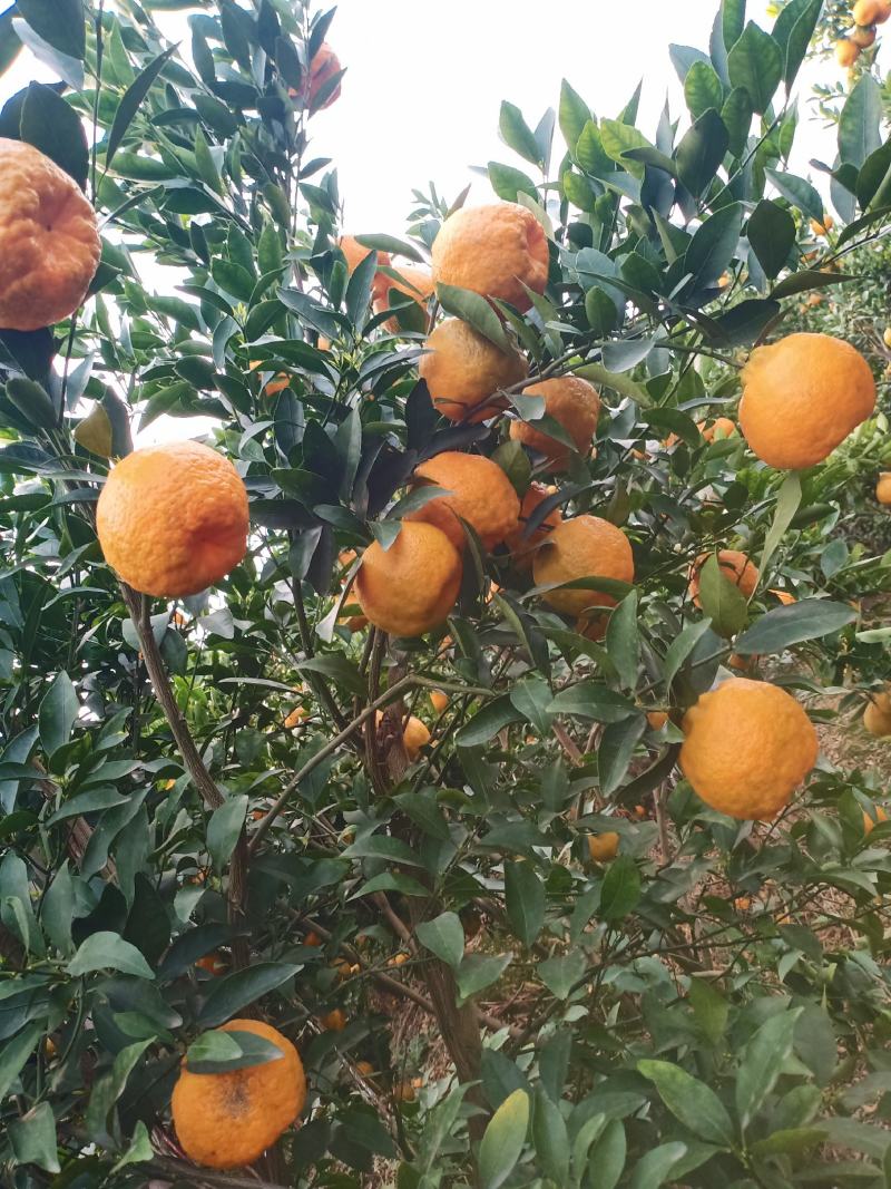 云南建水芦柑大量上市，基地实拍，看上的老板速联系！