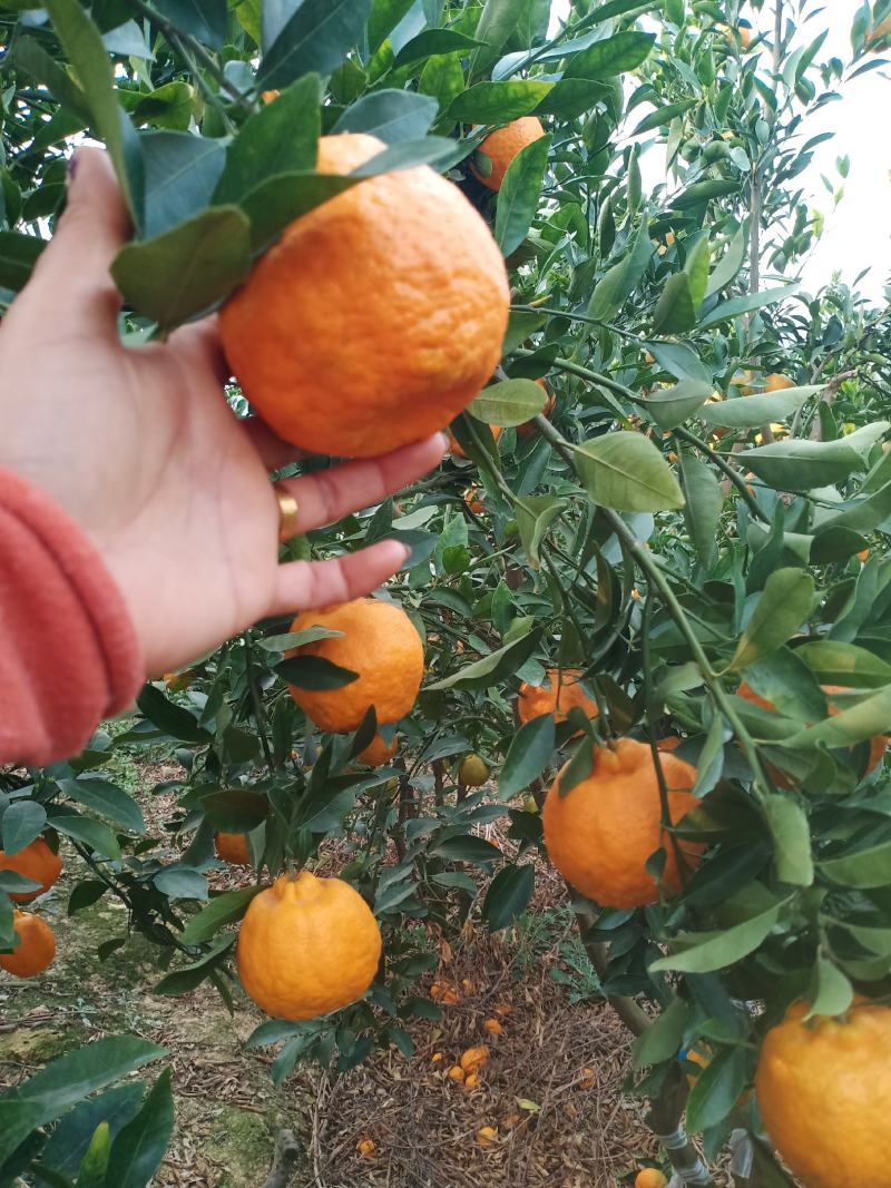 云南建水芦柑大量上市，基地实拍，看上的老板速联系！