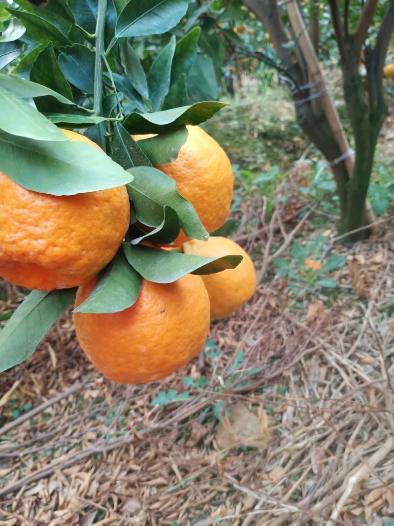 云南建水芦柑大量上市，基地实拍，看上的老板速联系！