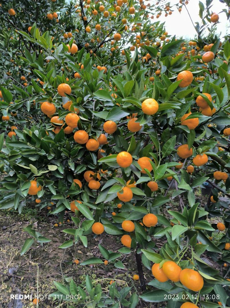 柑橘，南瓜橘