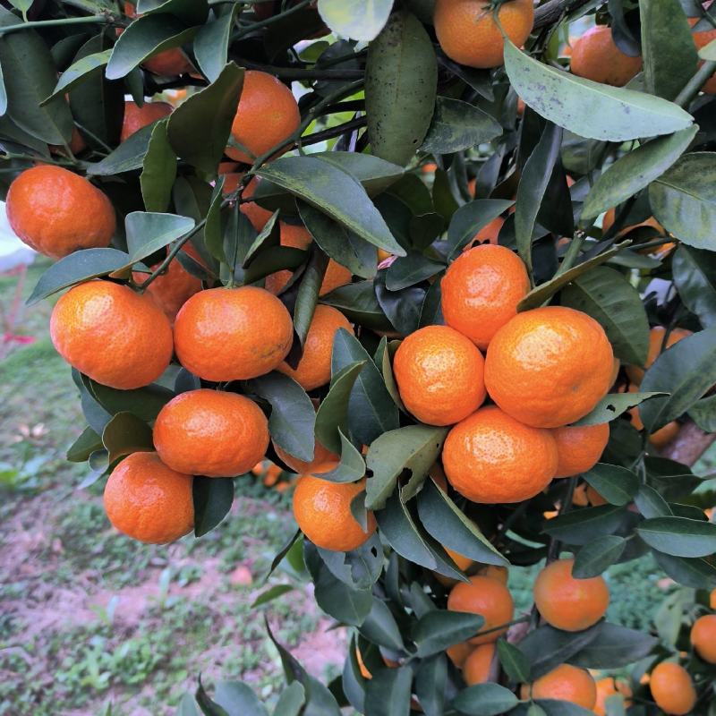 柑橘，水果，马水，橘柑橘，
