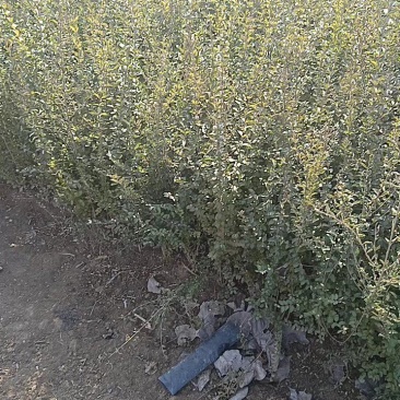 基地直销四季常青小叶女贞工程苗各种规格球