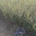 基地直销四季常青小叶女贞工程苗各种规格球