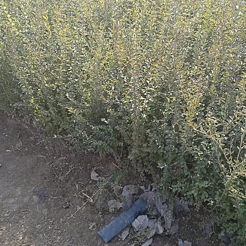 基地直销四季常青小叶女贞工程苗各种规格球