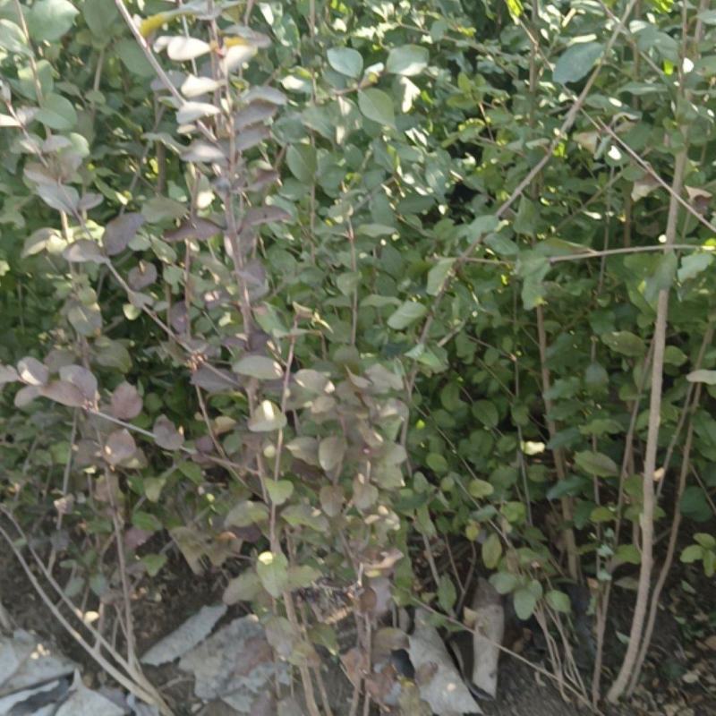 基地直销四季常青小叶女贞工程苗各种规格球
