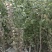 基地直销四季常青小叶女贞工程苗各种规格球