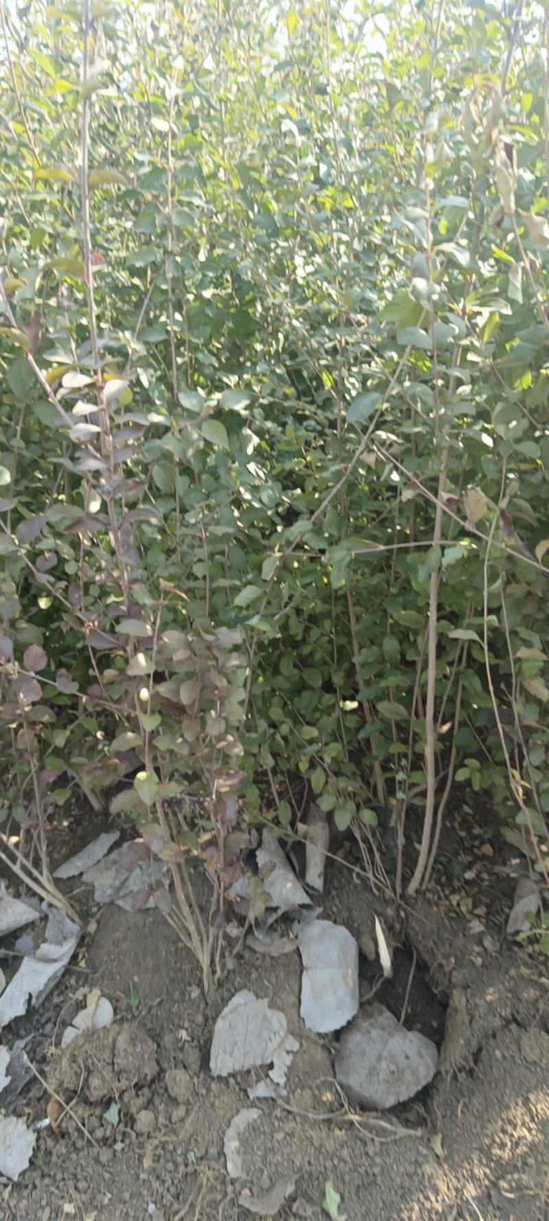 基地直销四季常青小叶女贞工程苗各种规格球