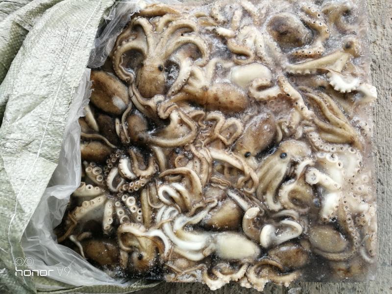 迷你八爪鱼，地笼网原汁八爪鱼一斤25-30个