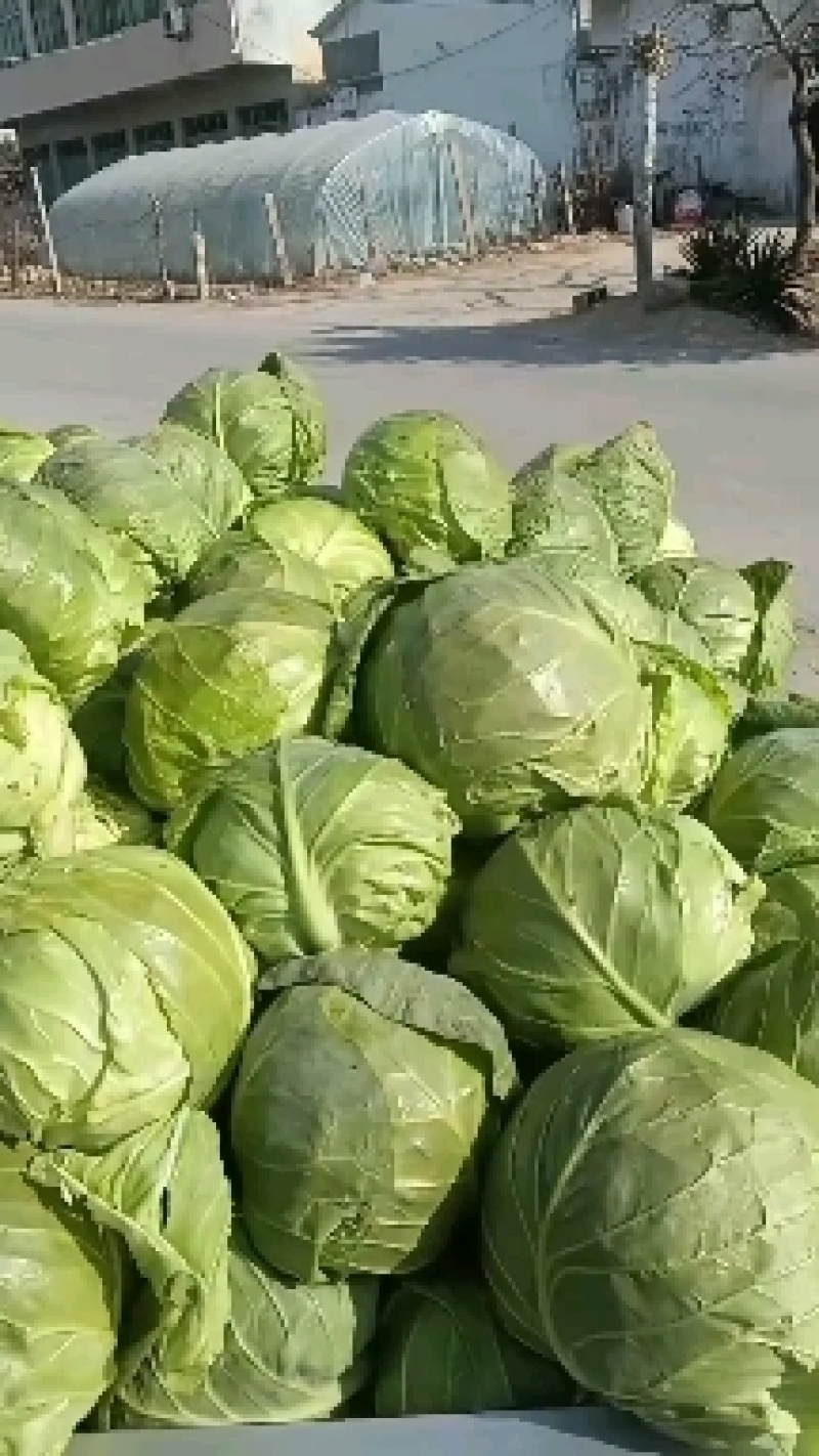 优质甘蓝菜大量上质量好价格低，货源充足，代办全国