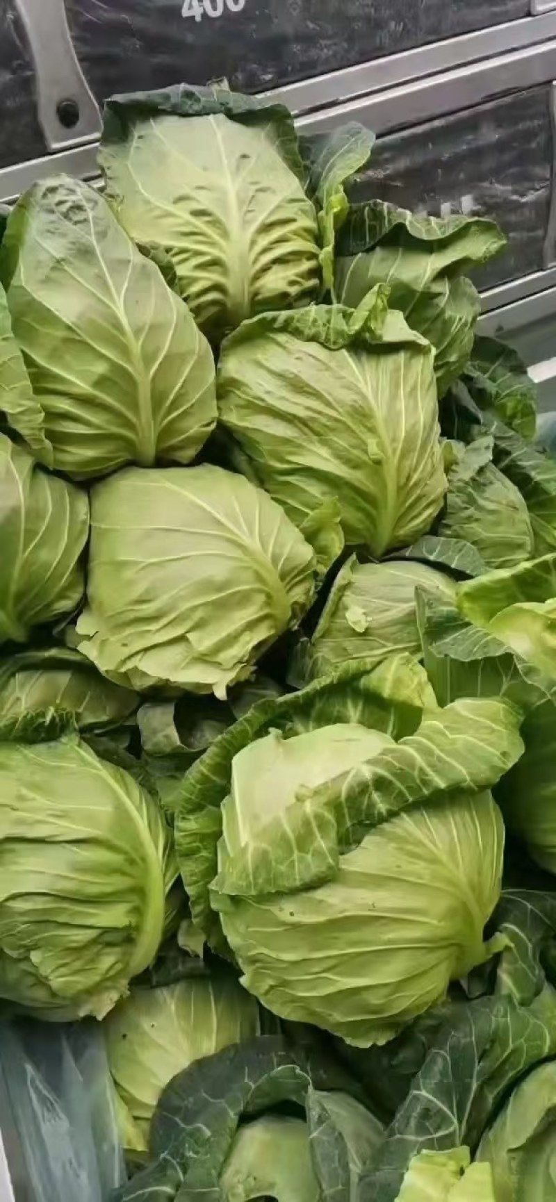 优质甘蓝菜大量上质量好价格低，货源充足，代办全国