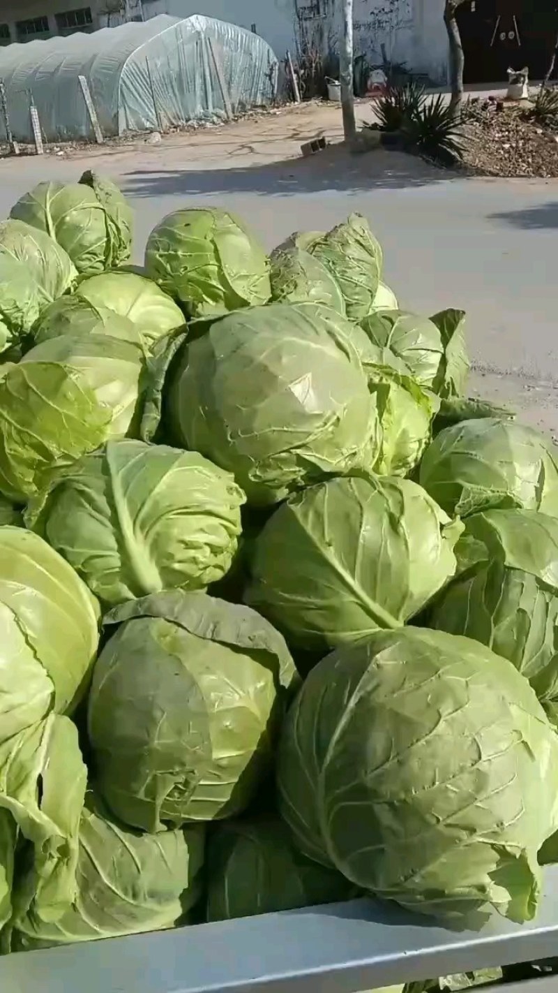 优质甘蓝菜大量上质量好价格低，货源充足，代办全国