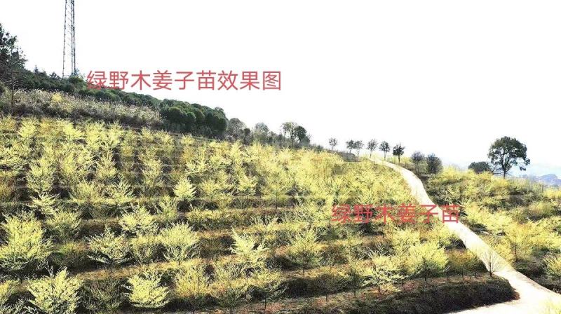 木姜子苗改良山胡椒苗山仓子苗量大价优批发包邮