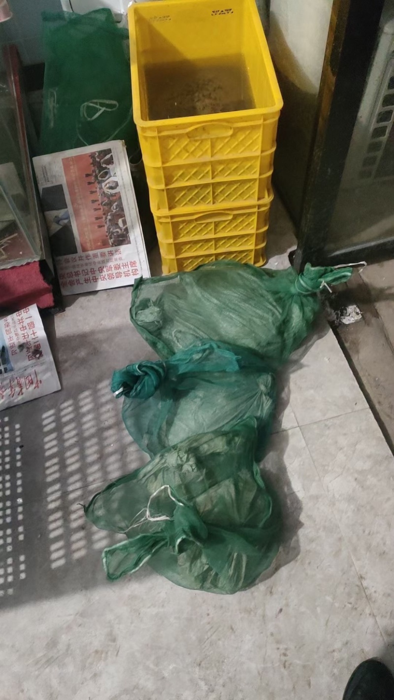 甲鱼打包发货中，价格优惠，质量保证
