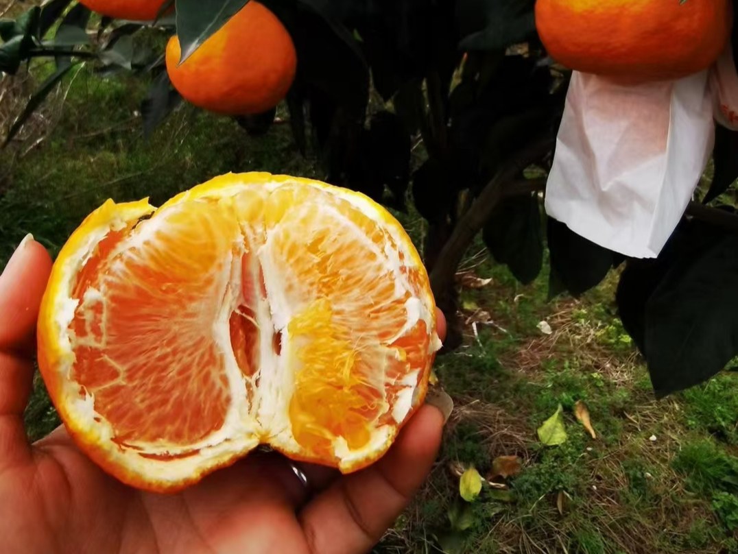 柑桔枝条类型示意图