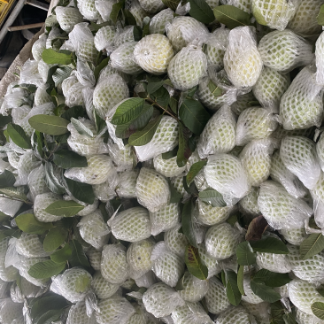 广西奶油白心芭乐番石榴