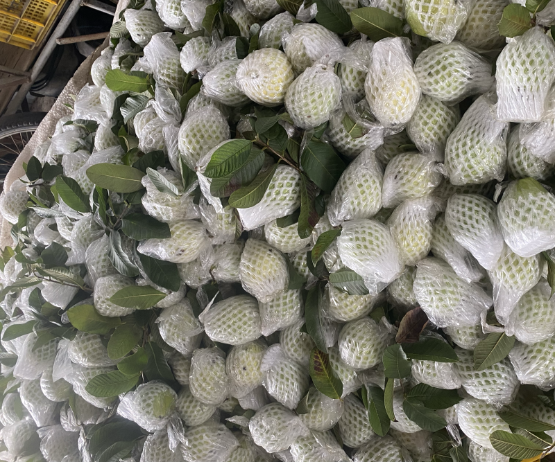 广西奶油白心芭乐番石榴