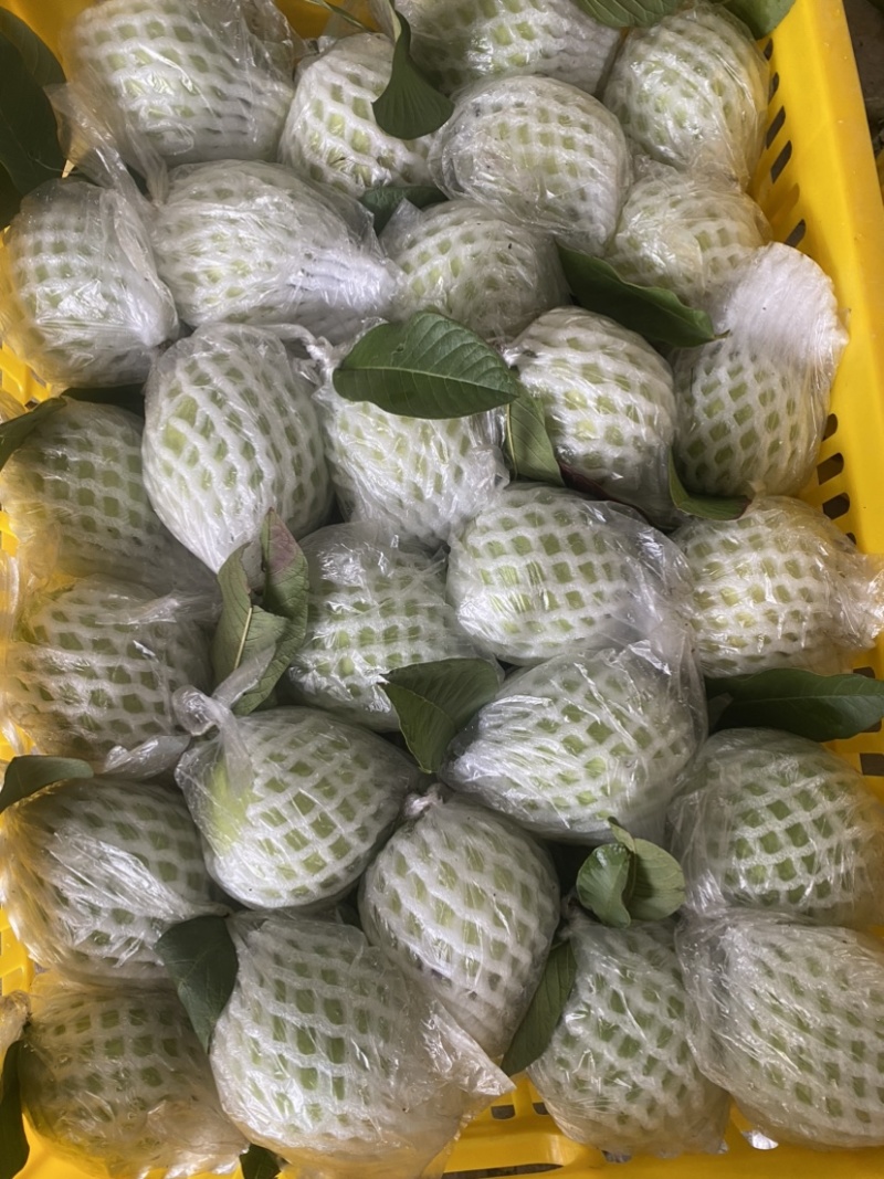 广西奶油白心芭乐番石榴