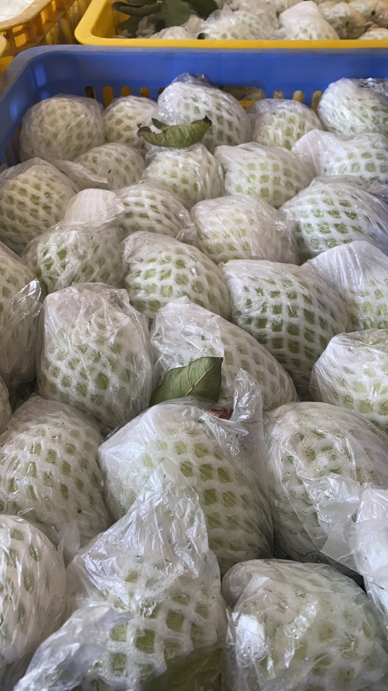广西奶油白心芭乐番石榴