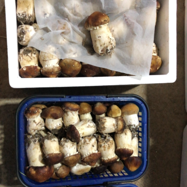 松茸开始供应，持续走货，ABC档次都有
