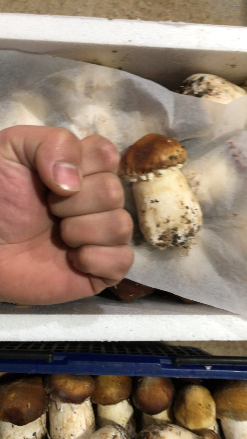 松茸开始供应，持续走货，ABC档次都有