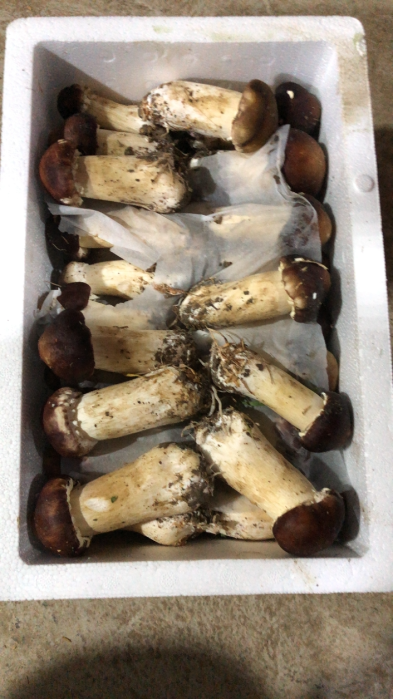 松茸开始供应，持续走货，ABC档次都有