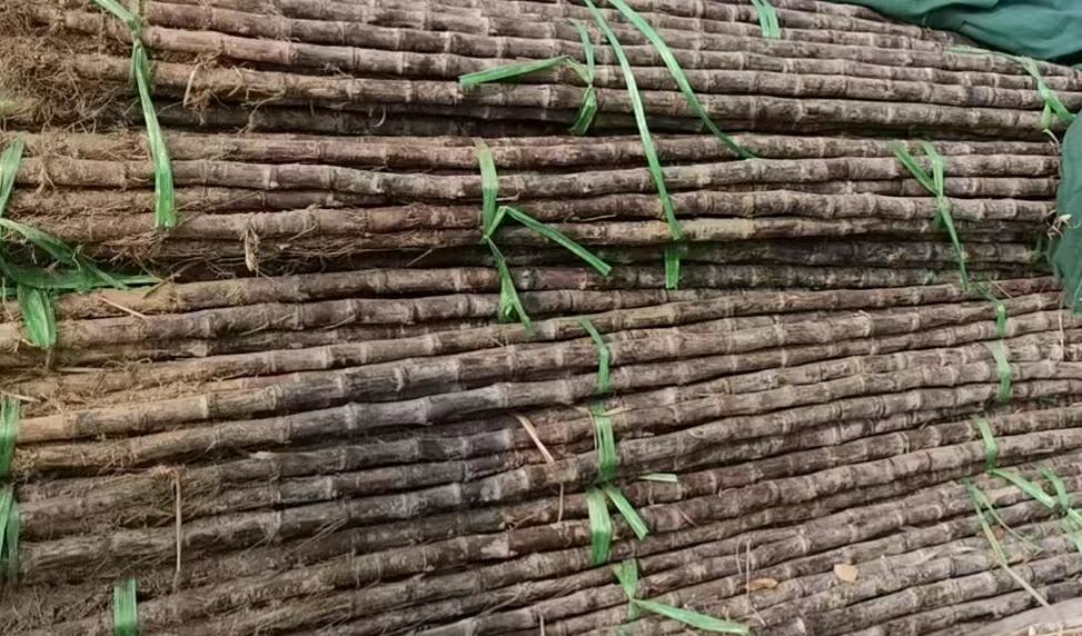 甘蔗与绿肥轮作示意图