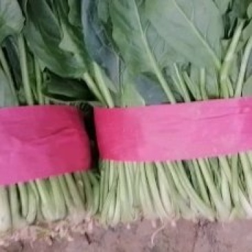 菠菜