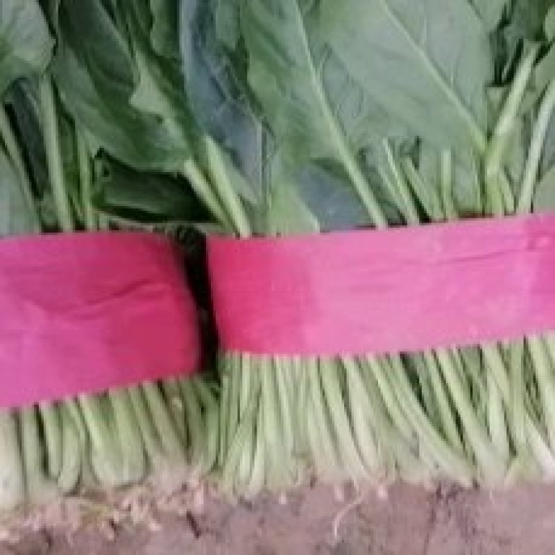 菠菜