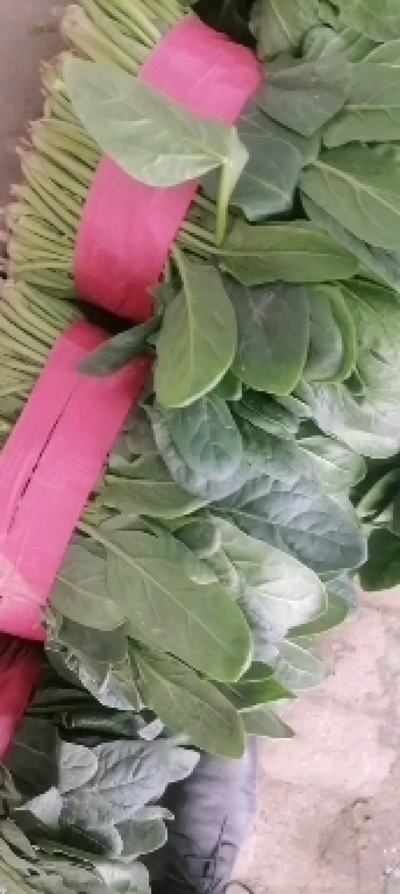 菠菜