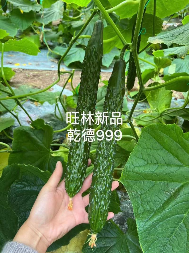 密刺绿肉黄瓜