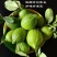 广东四季香水柠檬千亩种植园