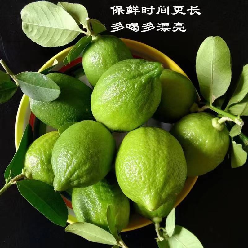 广东四季香水柠檬千亩种植园