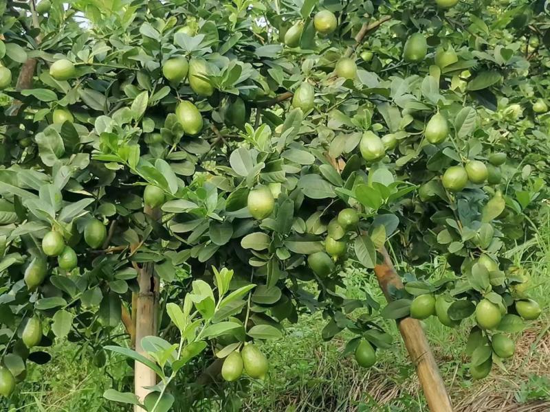 广东四季香水柠檬千亩种植园