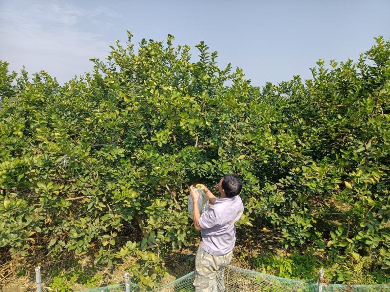 广东四季香水柠檬千亩种植园