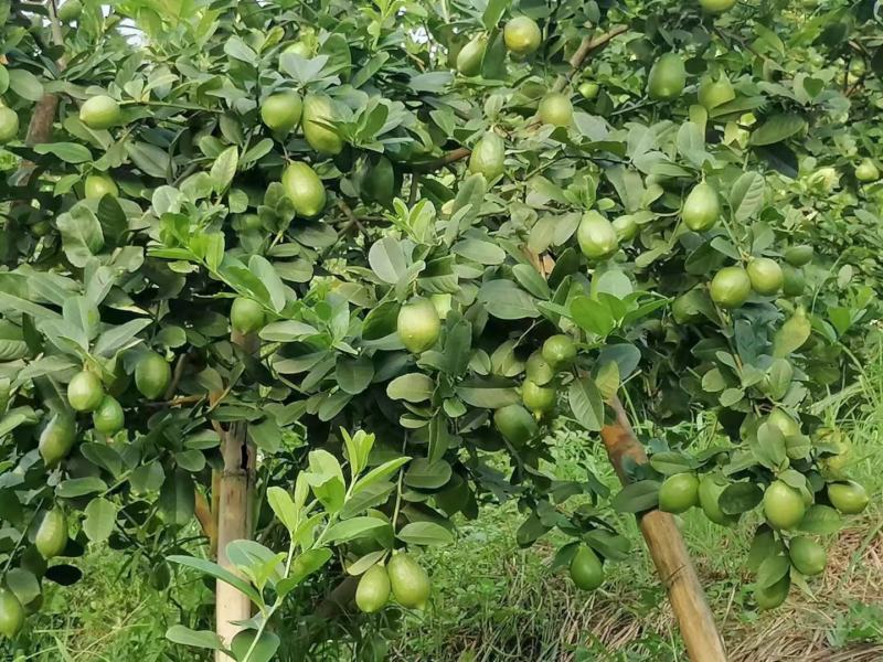 广东四季香水柠檬千亩种植园