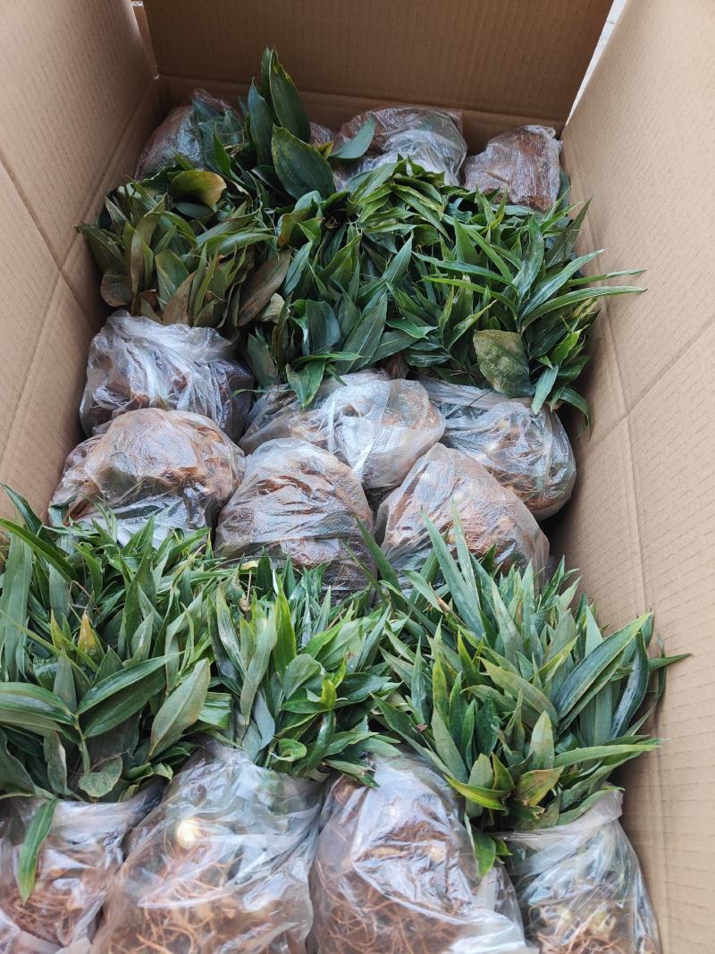滇黄精苗多花黄精苗基地直发免费技术指导