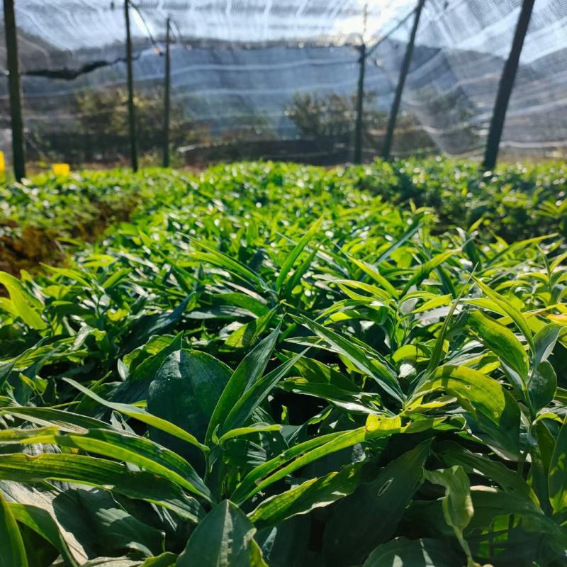 滇黄精苗多花黄精苗基地直发免费技术指导