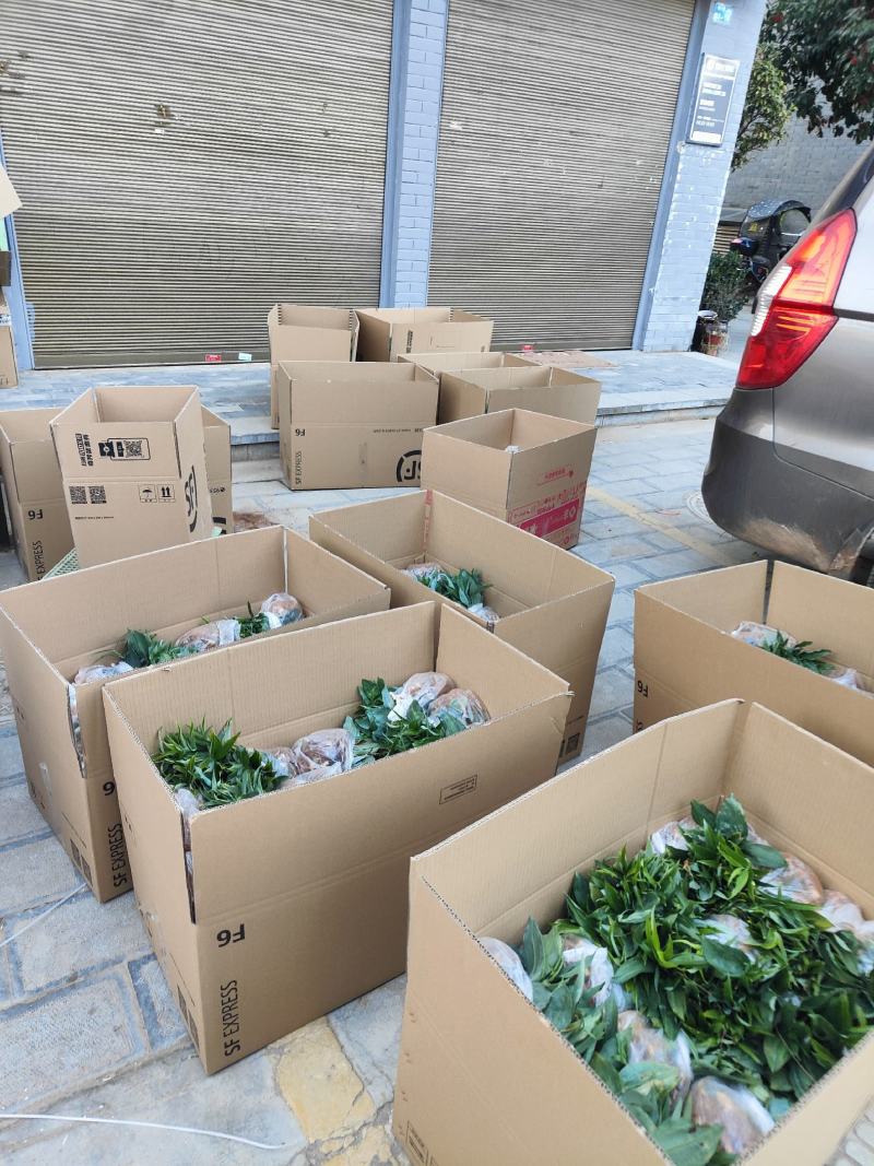 滇黄精苗多花黄精苗基地直发免费技术指导