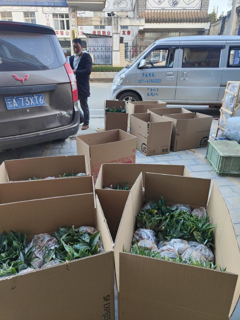 滇黄精苗多花黄精苗基地直发免费技术指导