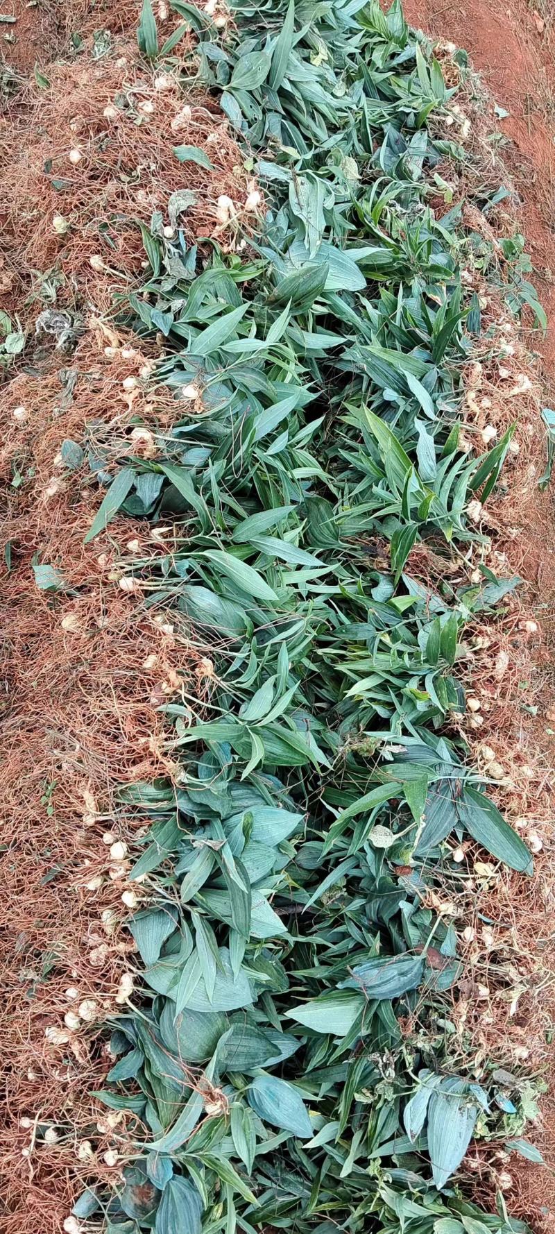 滇黄精苗多花黄精苗基地直发免费技术指导