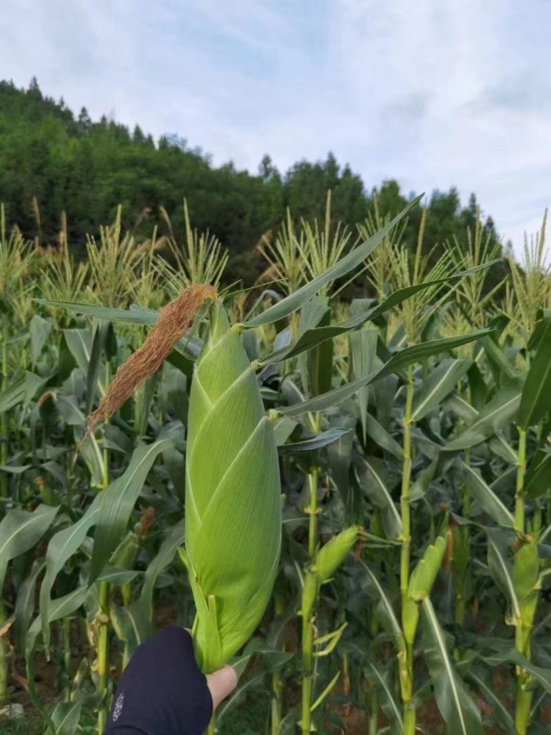 原产地直发各种品种水果玉米