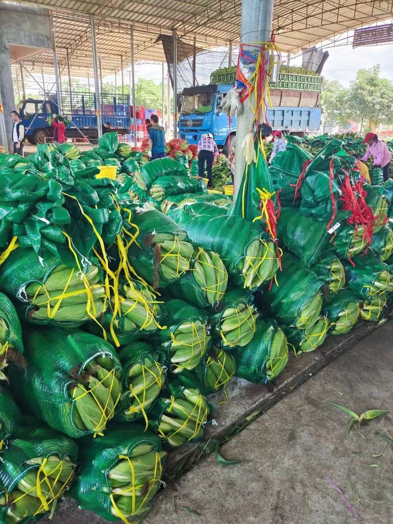 原产地直发各种品种水果玉米