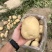 新土豆，黄皮，黄心