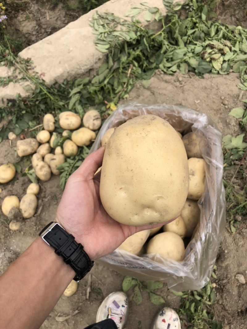 新土豆，黄皮，黄心