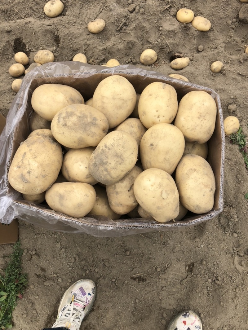 新土豆，黄皮，黄心
