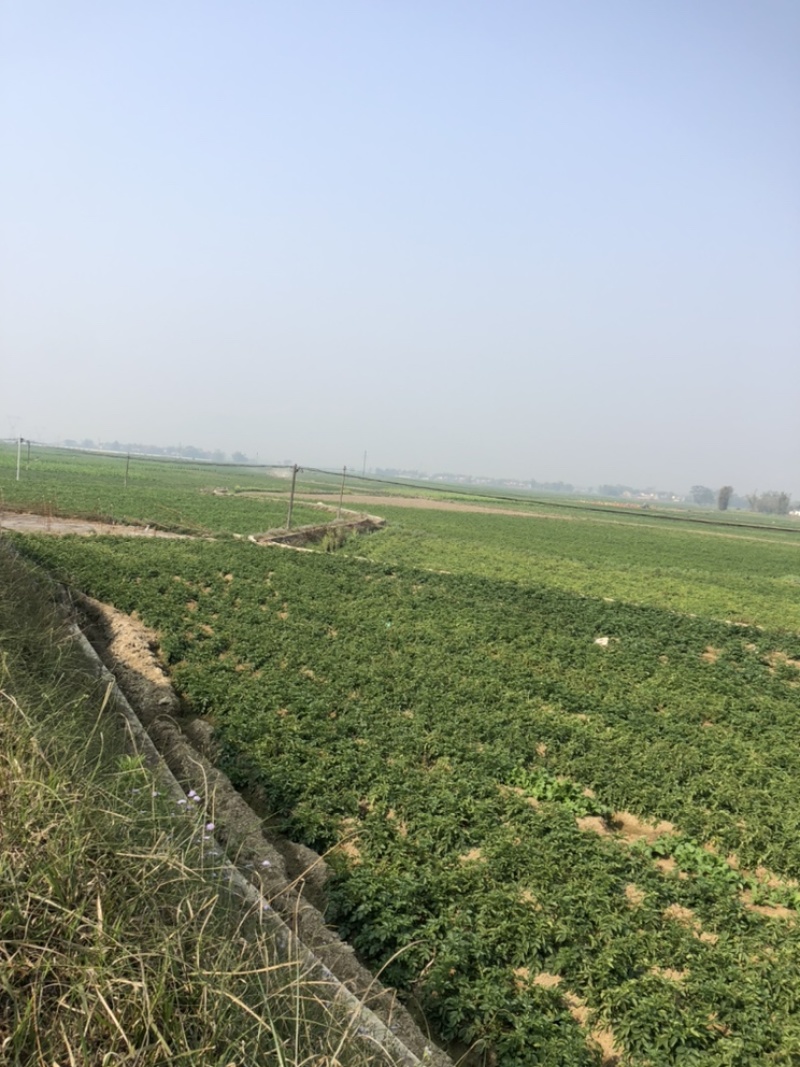 新土豆，黄皮，黄心