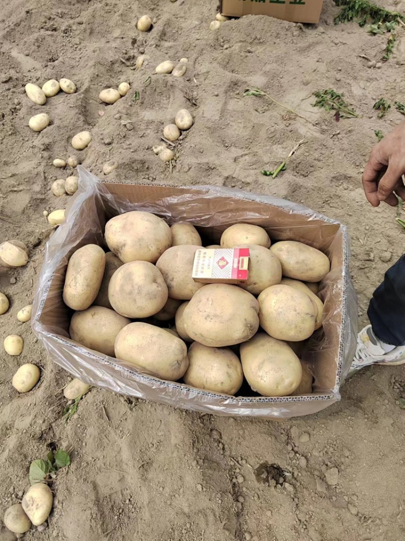 新土豆，黄皮，黄心